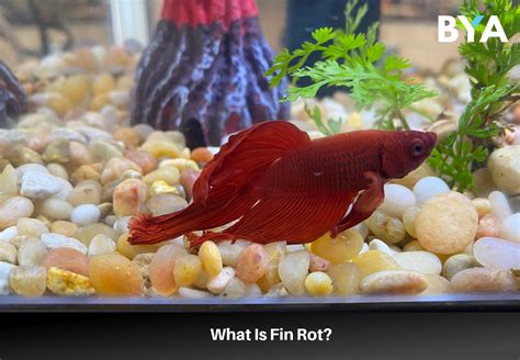 How To Treat Fin Rot In Betta Fish - Build Your Aquarium