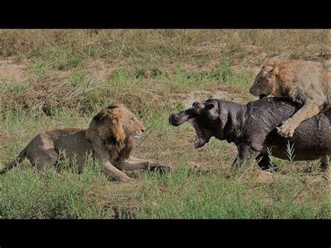 Lion Vs Hippo || Lion Vs Hippo Fight To Death || Lion Vs Hippo Real ...