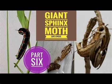 Giant Sphinx Moth Lifecycle Part 6: Laying Eggs - YouTube