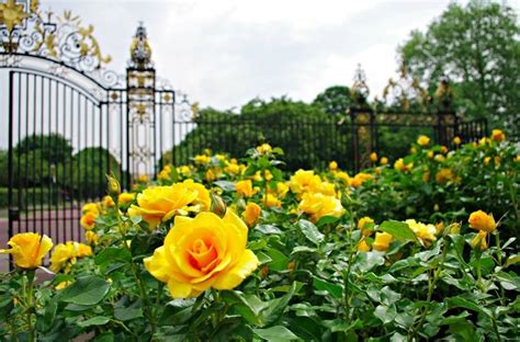 When to Prune Roses: Your Guide for Pruning Roses