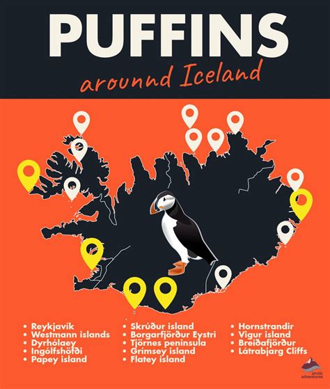 Everything You Need to Know About Puffins in Iceland | All About Iceland