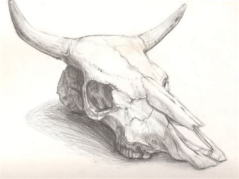 how to draw a cow skull - Aida Leahy