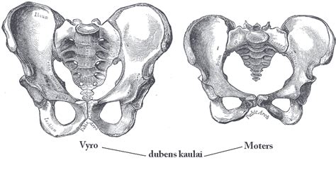 File:Male vs female pelvis LT.PNG - Wikimedia Commons