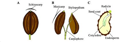 Daucus Carota Seeds