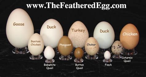 12 Egg Collection - Goose through Finch | Silkie chickens, Bantam ...