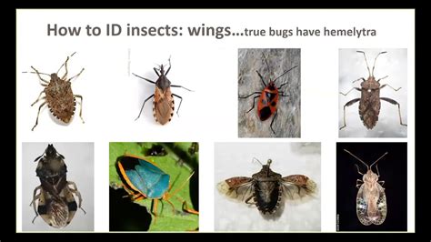 Insect Pest Identification - YouTube