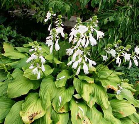 Sunburn on Hosta Leaves - Hosta Pests from The Hosta Helper - Presented ...