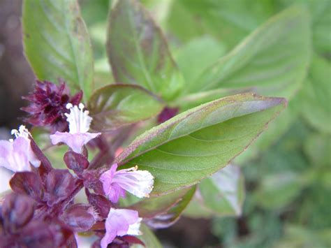 cinnamon basil Free Photo Download | FreeImages