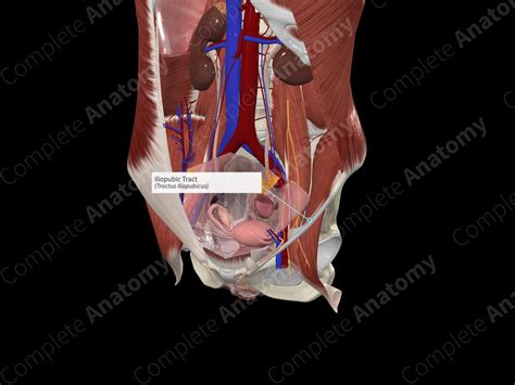 Iliopubic Tract | Complete Anatomy