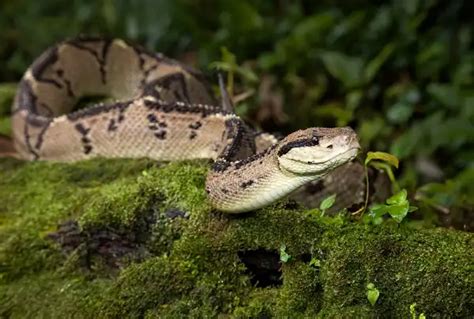 Bushmaster Snake - Facts, Size, Diet, Pictures - All Animal Facts