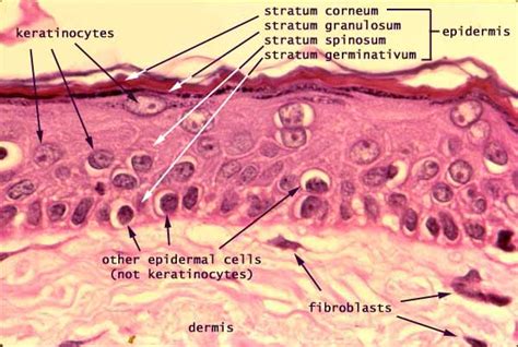 Human Epidermis Histology