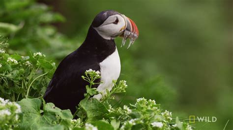 The Puffins' Mating Ground | Over 160,000 puffins call this place home ...