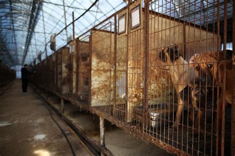 South Korea’s dog meat supporters threaten to let 2 million dogs out ...