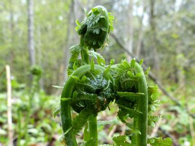 Fiddlehead: Pictures, Flowers, Leaves & Identification | Matteuccia ...