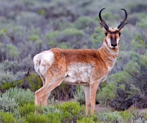 Pronghorn Antelope