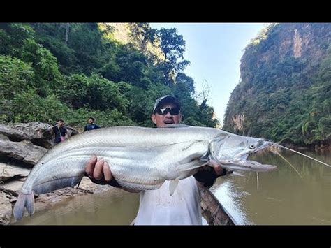 Man Eating Goonch Bagarius Yarrelli and Wallago Tapah Catfish Captured ...