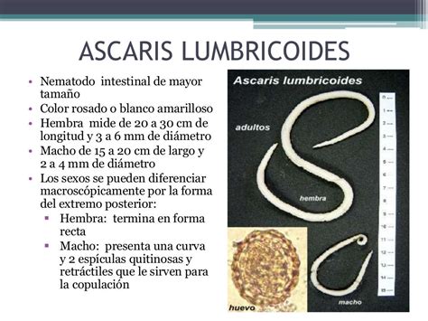 Ascaris lumbricoides