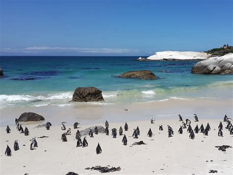 African Penguin Habitat Facts