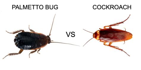 palmetto-bug-vs-roach - Pest Hacks