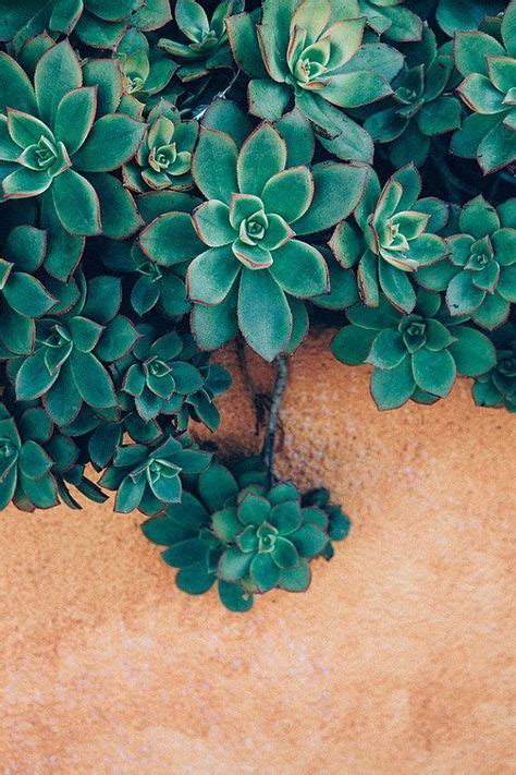 Plants background green inspiration 26 Ideas (With images) | Phone ...