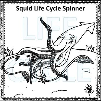 Squid (Life Cycle Spinner) by Donna Thompson | Teachers Pay Teachers