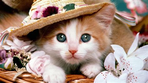 Wallpaper Kucing Lucu dan Imut 2016 | Kumpulan Tips dan Trik Menarik