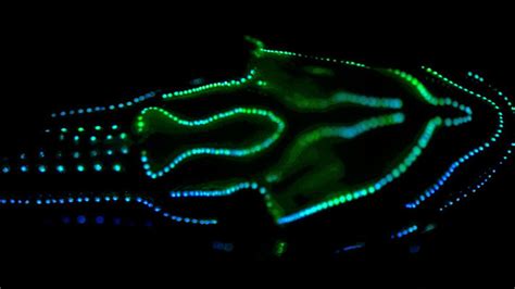 Bioluminescence is so useful to fish that it evolved 27 times, study ...