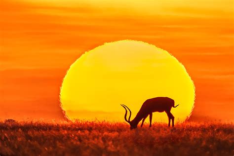 Sunset At African Savanna Photograph by James Bian