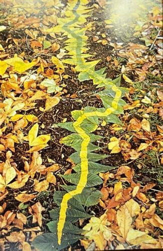 Andy Goldsworthy "leaves On Leaves" Land Art 35mm Slide | #4635633597