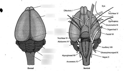 rat nervous system Diagram | Quizlet