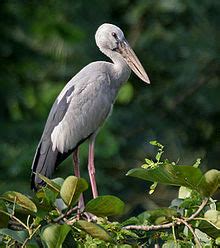 flora-fauna Indonesia: KUNTUL DAN BLEKOK