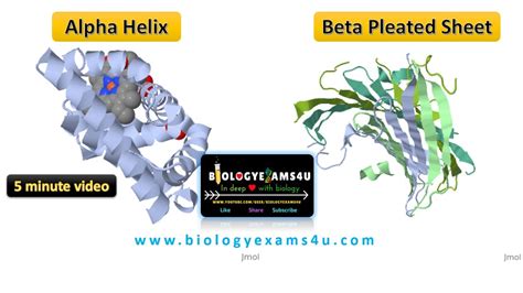 Difference between Alpha Helix and Beta Sheets - YouTube