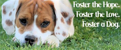 Why Foster a Dog? Because… – Dog House Adoptions