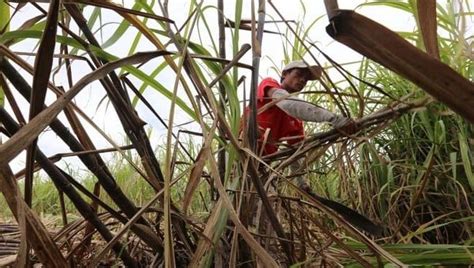 Japan donates P300 million sugarcane farming equipment to Philippines ...