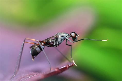 Do Birds Eat Ants? Are Ants Good For Birds?