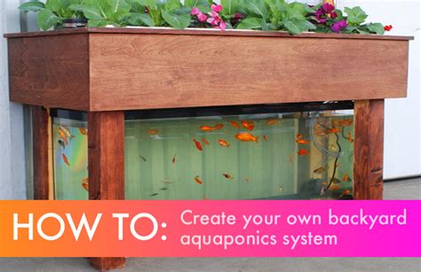 DIY: Everything You Need to Know to Build a Simple Backyard Aquaponics ...