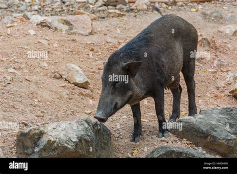 Wild boar in their natural habitat Stock Photo - Alamy