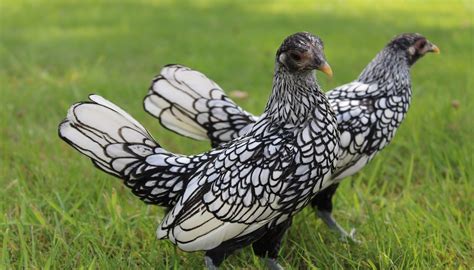 Bantam chickens - Dine-A-Chook