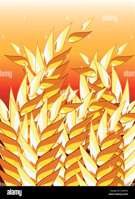 Golden wheat abstract with red background Stock Photo - Alamy