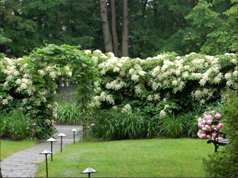 Climbing Hydrangea | Climbing hydrangea, Hydrangea petiolaris ...