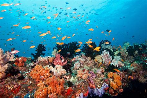 Maldives Coral reef regeneration programmes | Far and Wild Travel