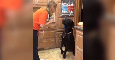 Guilty Dog Makes Adorable Apology for Making a Mess