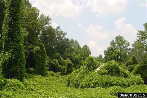 kudzu (Pueraria montana var. lobata)