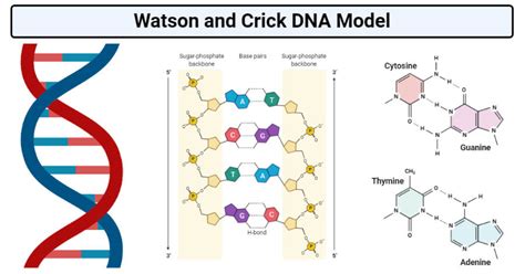 💐 Watson and crick model of dna. Discovery of DNA Double Helix: Watson ...