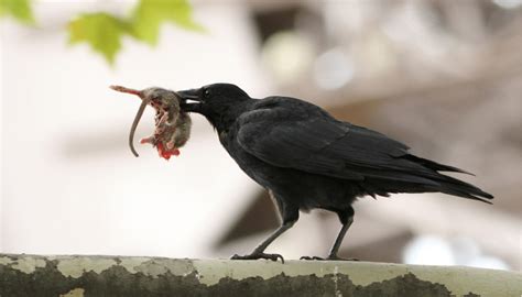 Do Crows Eat Rats? What about Mice? Learn with us! - Happy Birding