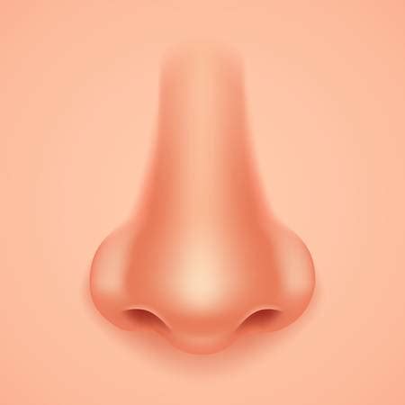 CT Nose in Chandigarh at best price- 8699572364