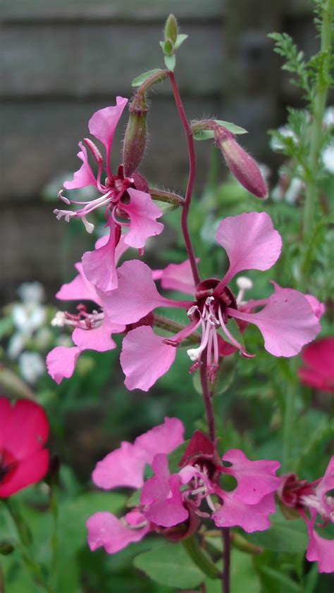 Clarkia unguiculata - Wikipedia | California native garden, Native ...