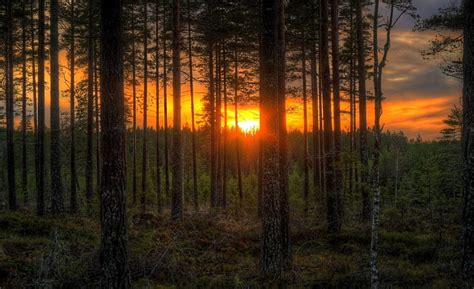 * Sunset *, forest, sunset, nature, trees, HD wallpaper | Peakpx