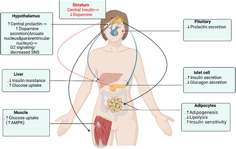 Figure 1 from Dopamine receptor agonists mechanism of actions on ...