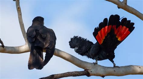 Red-tailed Black-Cockatoo - BirdLife Australia